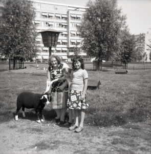 807399 Afbeelding van mevrouw M.B. Wouda-Dolstra met haar dochter Ingrid en een vriendinnetje naast een schaap in de ...